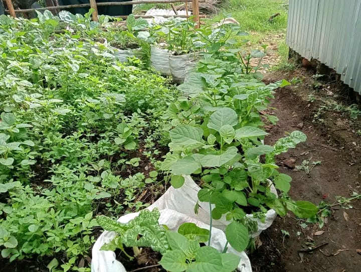 Women in Climate Change